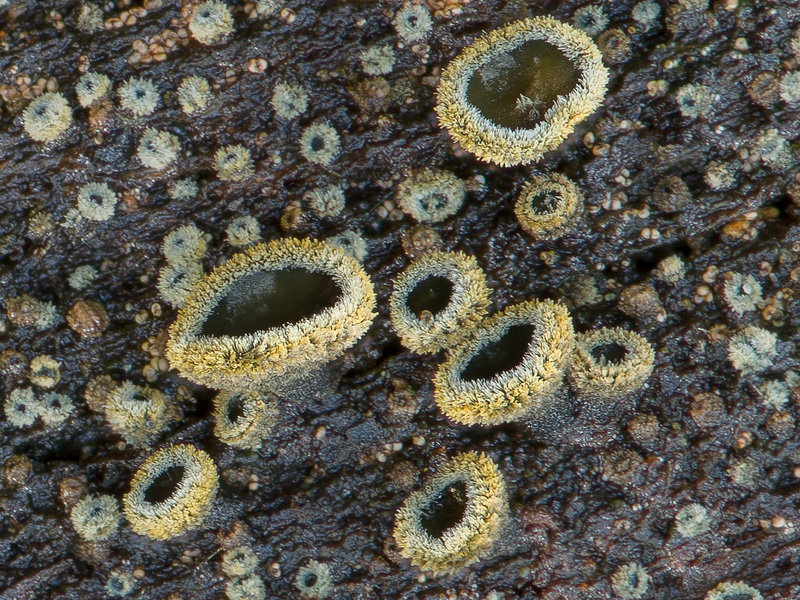 Neodasyscypha cerina